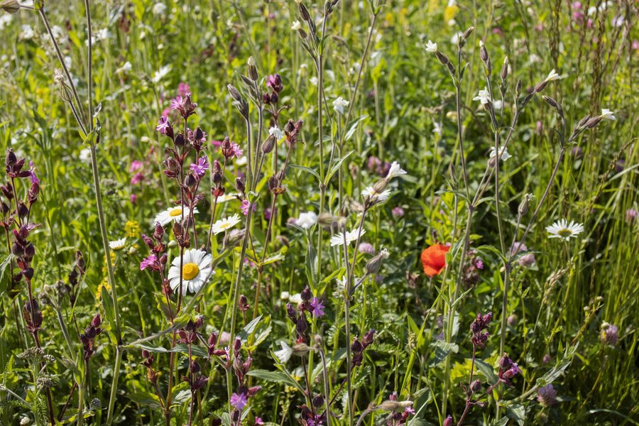 Bunte Wildblumenwiese mit weißen Margeriten, violettem Klatschmohn-Nachbar in Rosa/Lila (Waldvogelmiere) und einer roten Klatschmohnblüte zwischen hohen Gräsern und grünen Stängeln im Sonnenlicht.
